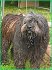 Ax_Bergamsco