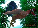 xc_Rooster