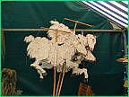 x_SheepInShop